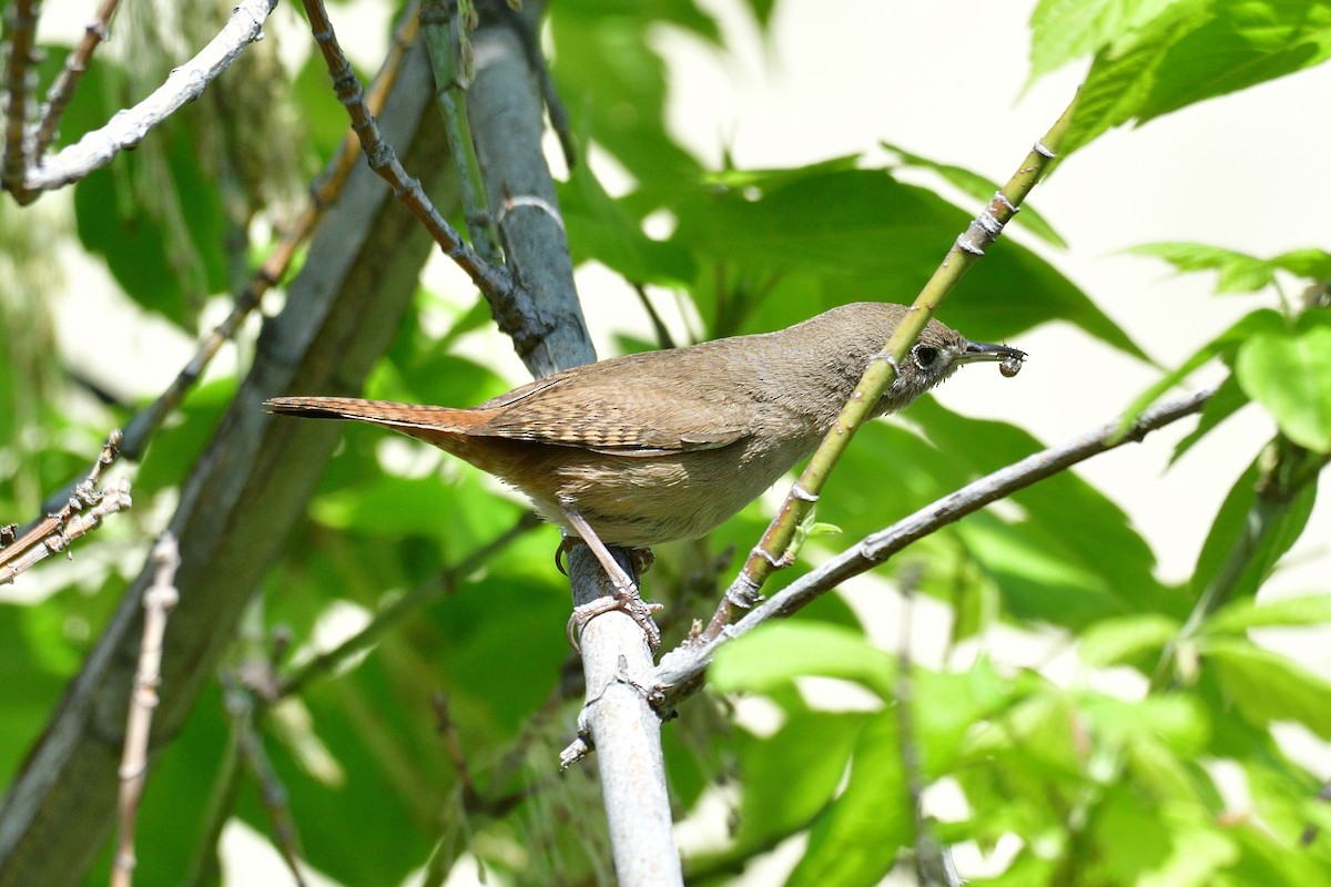 House Wren - Juan Esteban Salazar