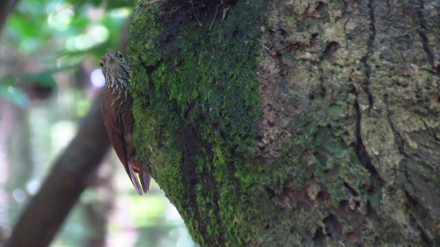 Zimmer's Woodcreeper - ML488359