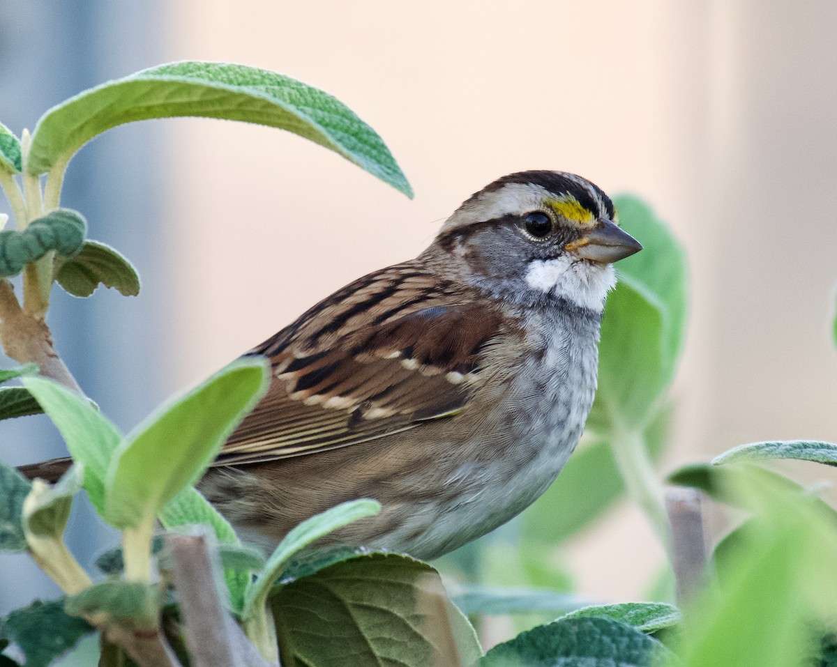 White-throated Sparrow - ML488359161
