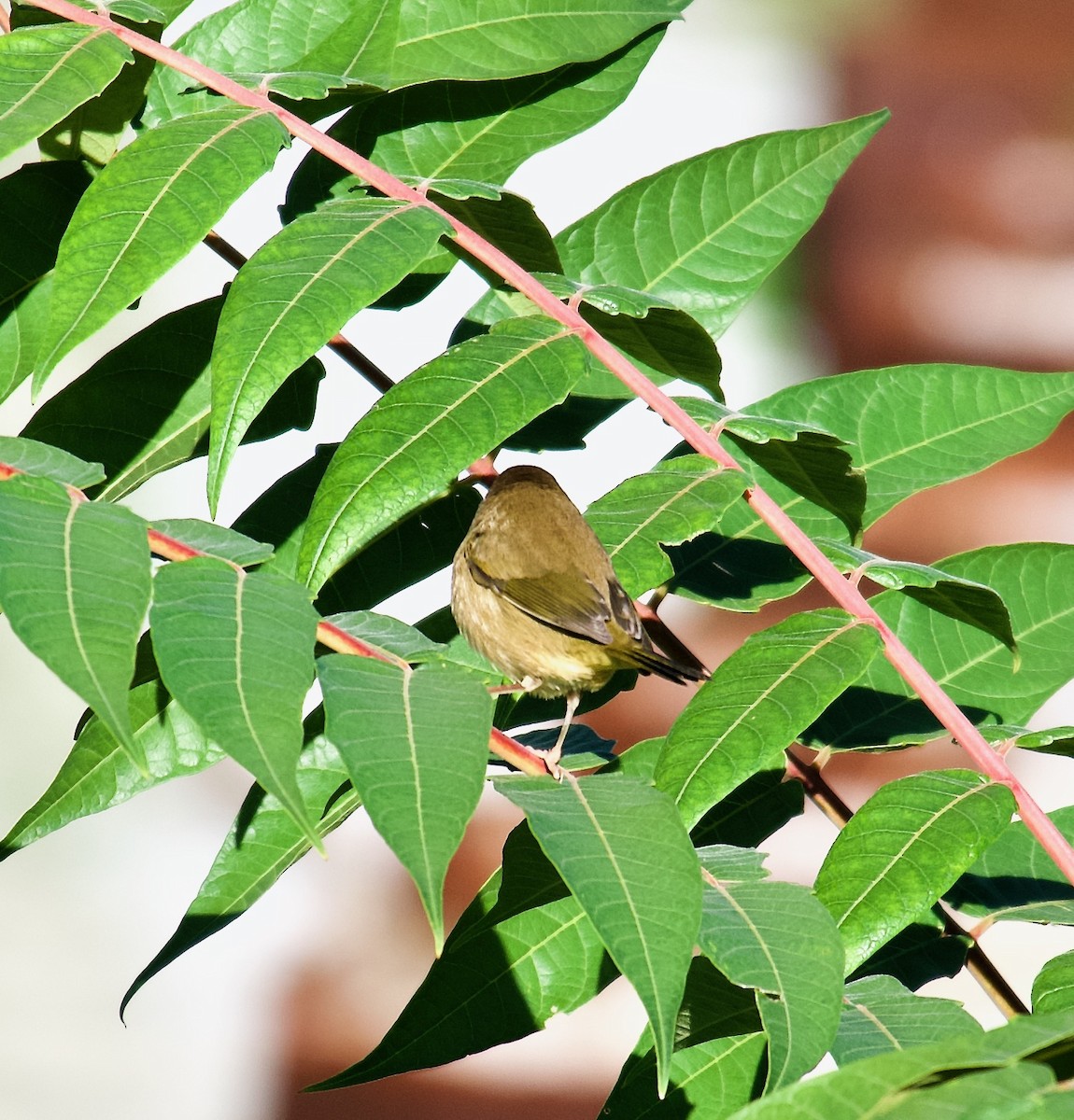 Common Yellowthroat - ML488359171