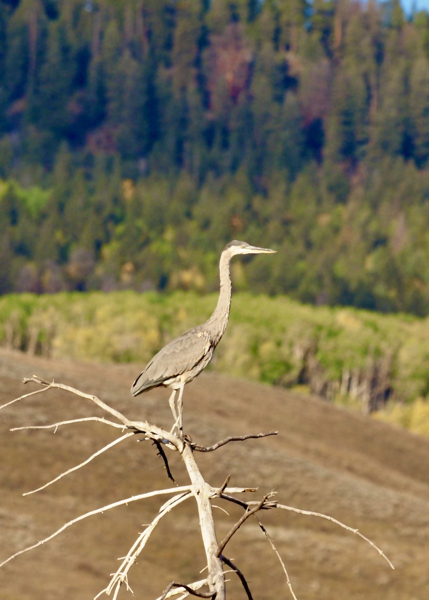 Great Blue Heron - ML488359421