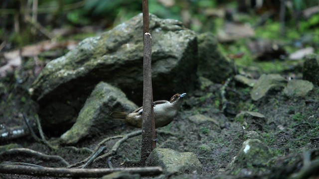 Magnificent Bird-of-Paradise - ML488360