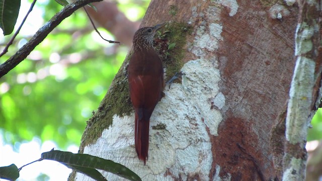 Zimmer's Woodcreeper - ML488361