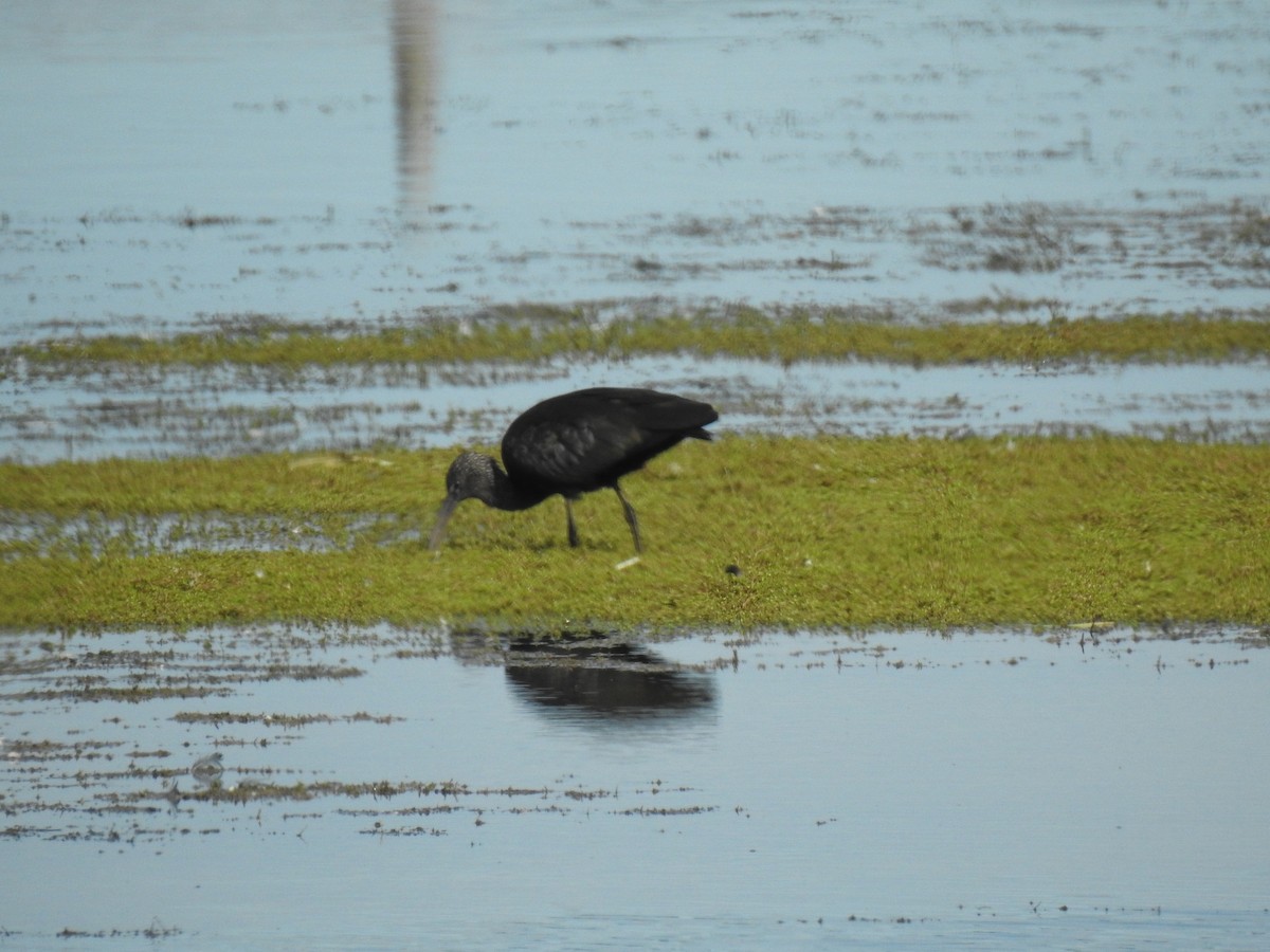 Glossy Ibis - ML488361691