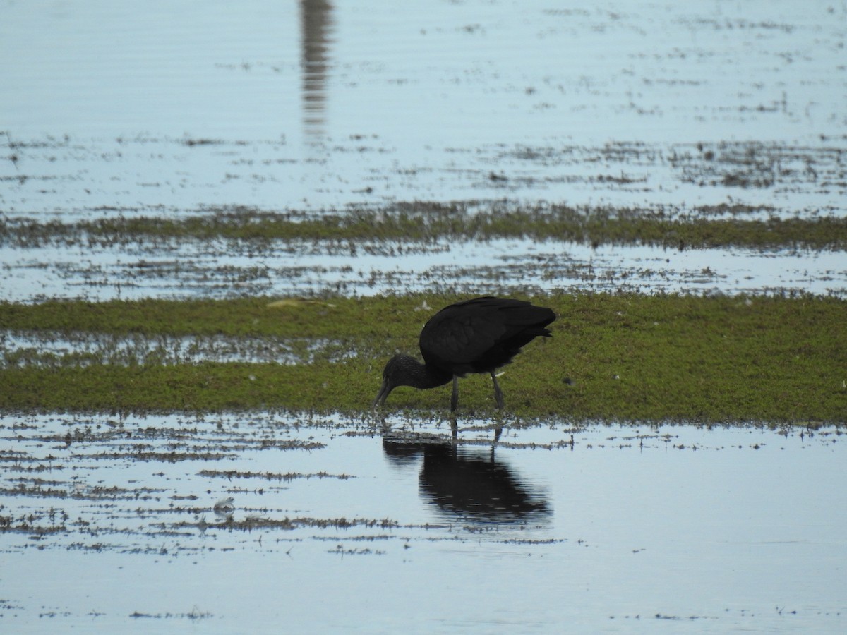 Glossy Ibis - ML488361741