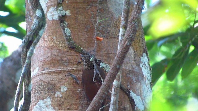 Zimmer's Woodcreeper - ML488362