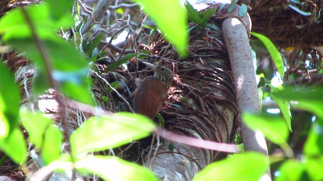 Zimmer's Woodcreeper - ML488363