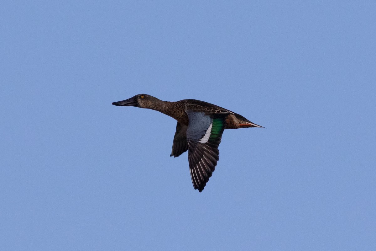 Northern Shoveler - ML488363431