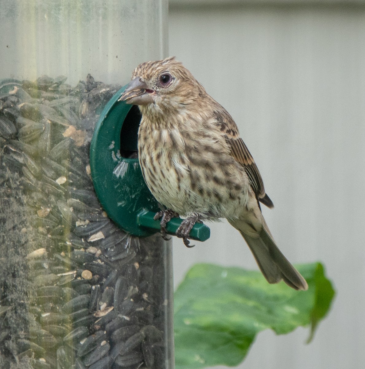 House Finch - ML488363711