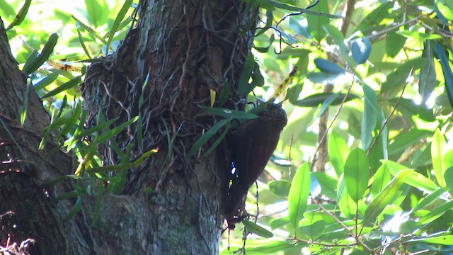 Zimmer's Woodcreeper - ML488364