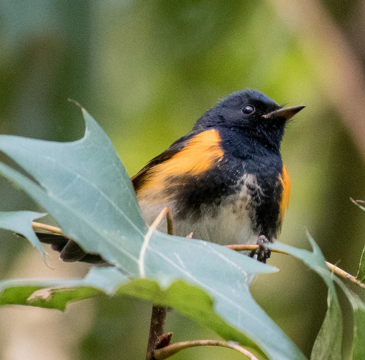 American Redstart - ML488364001
