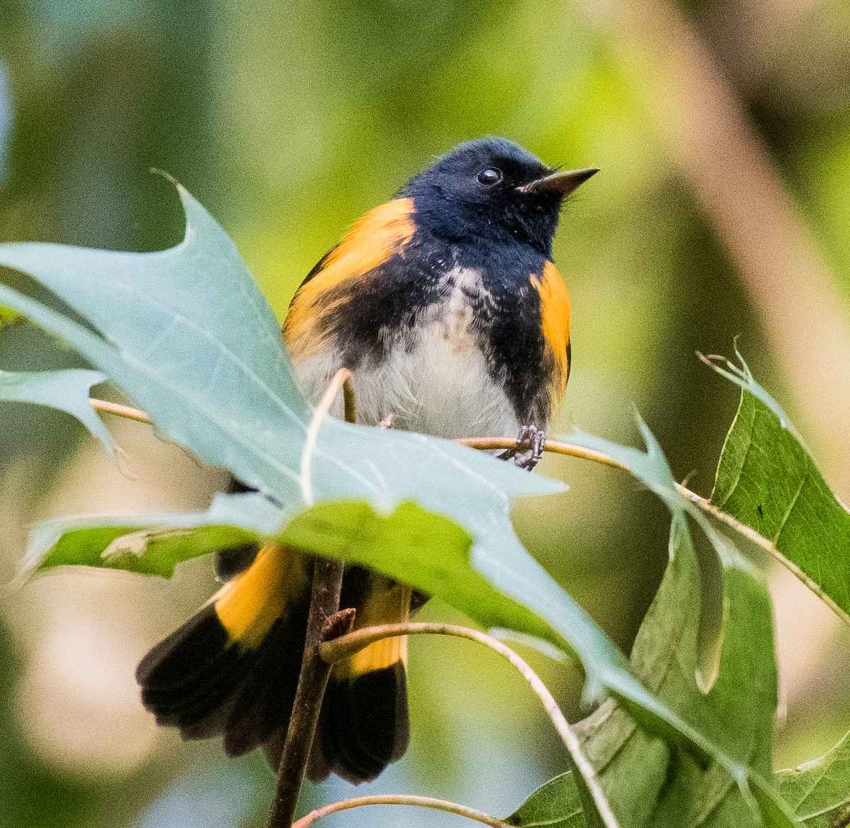 American Redstart - ML488364011
