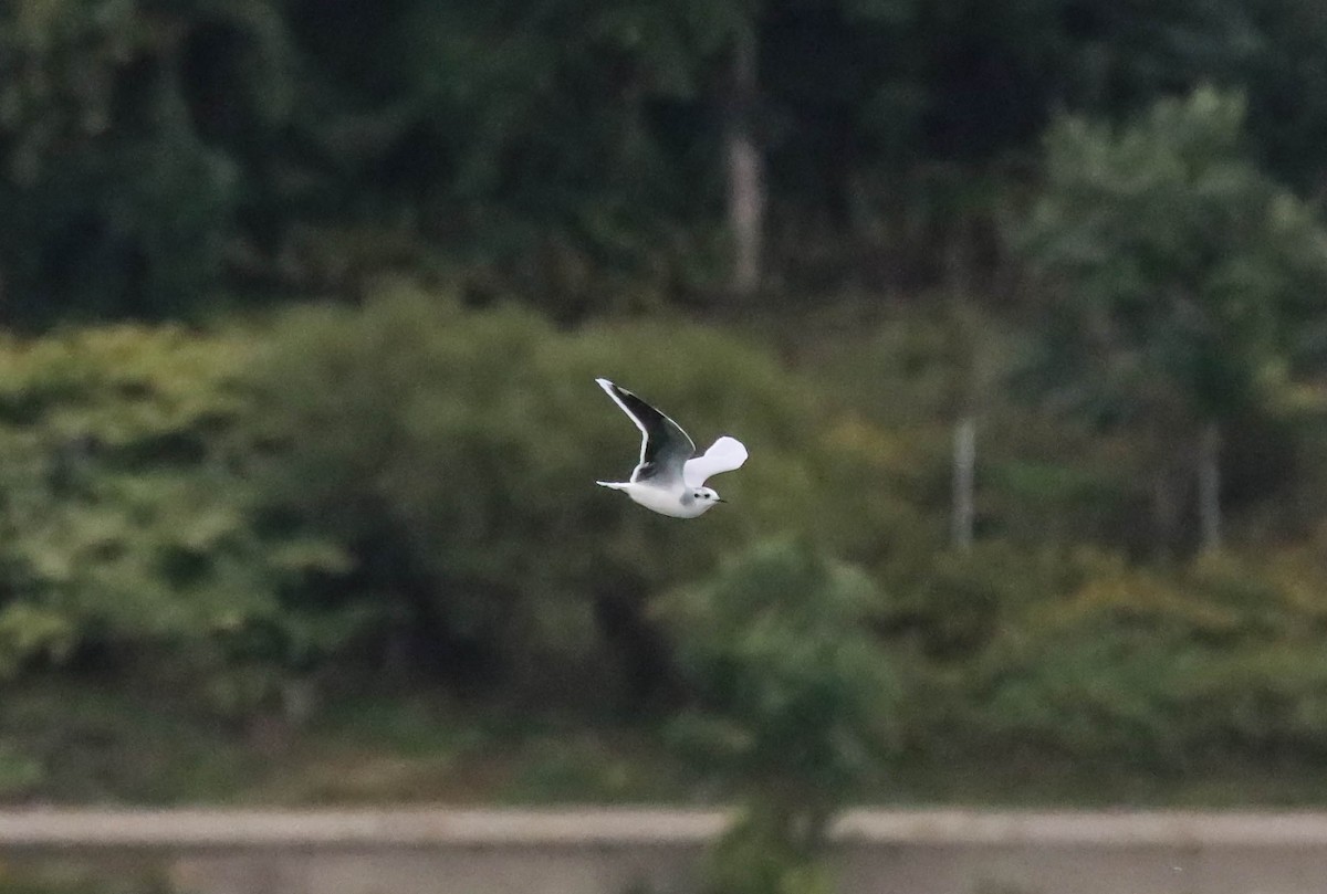 Little Gull - Walter Parker