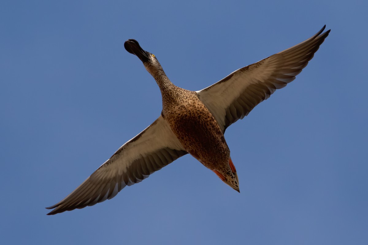 Northern Shoveler - ML488364231