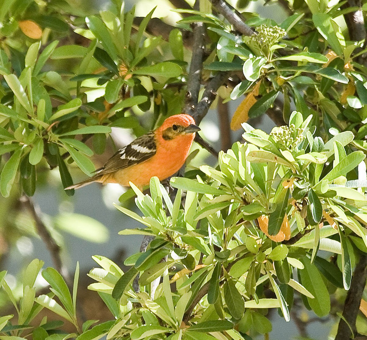 Flame-colored Tanager - David Palmer