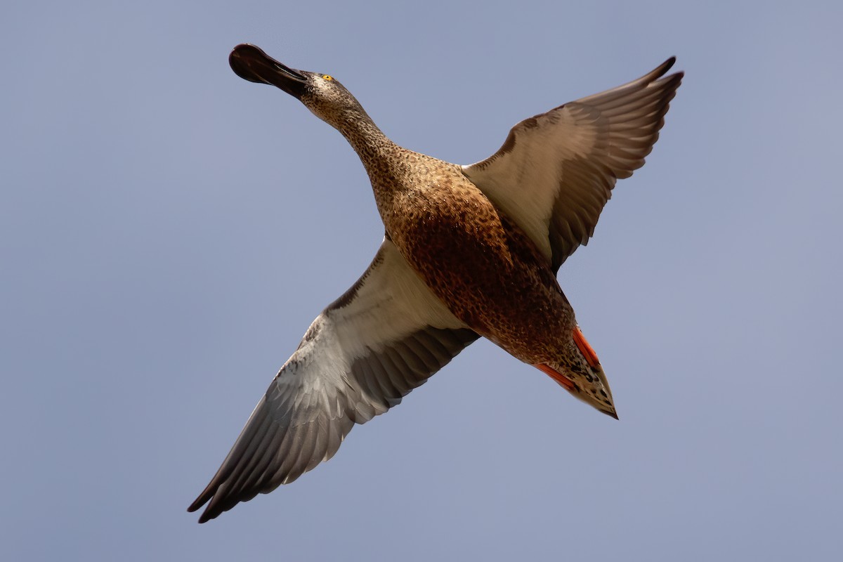 Northern Shoveler - ML488364821