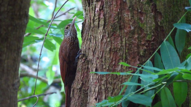 Zimmer's Woodcreeper - ML488365