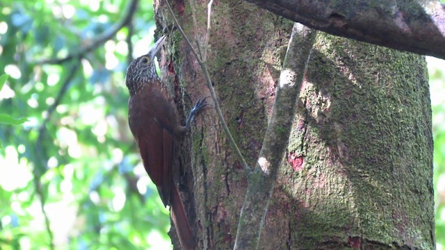 Zimmer's Woodcreeper - ML488366