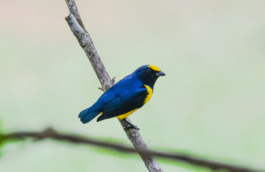 Spot-crowned Euphonia - Anthony Vanderheyden