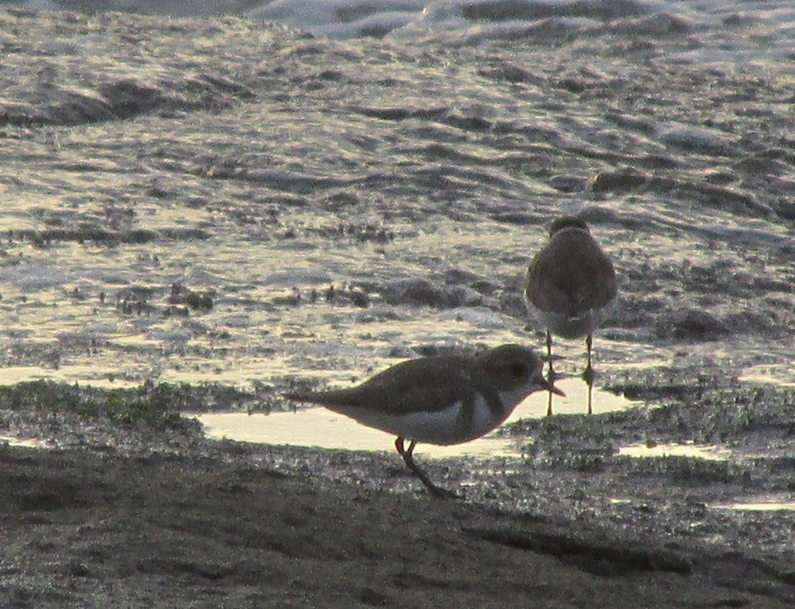 Two-banded Plover - ML488366441
