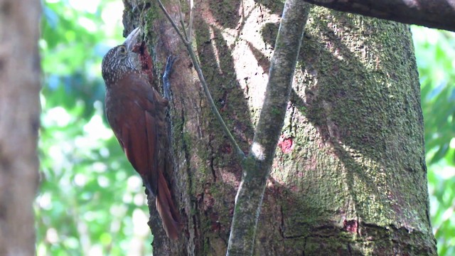 Zimmer's Woodcreeper - ML488367