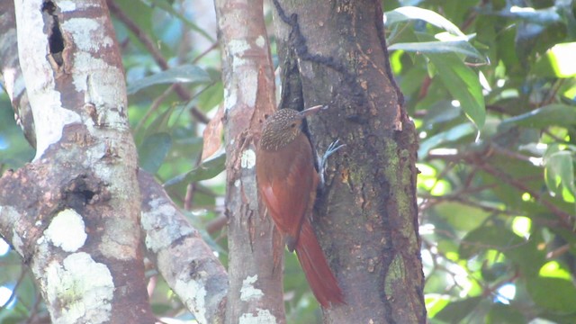 Zimmer's Woodcreeper - ML488368