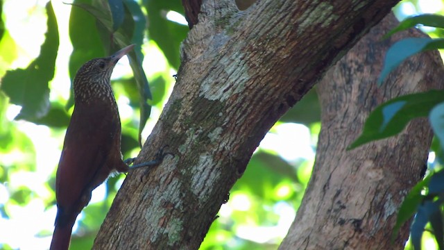 Zimmer's Woodcreeper - ML488369