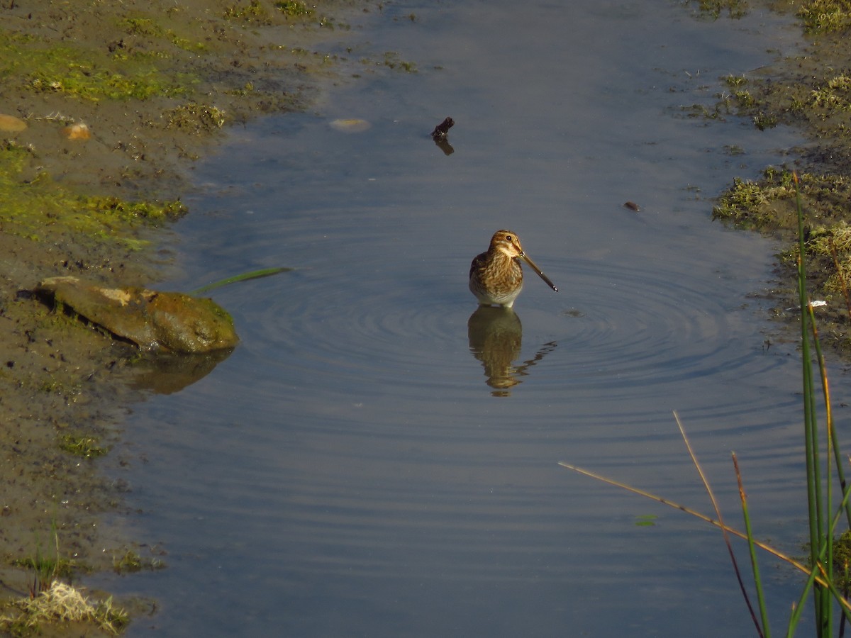 Wilson's Snipe - ML488369081