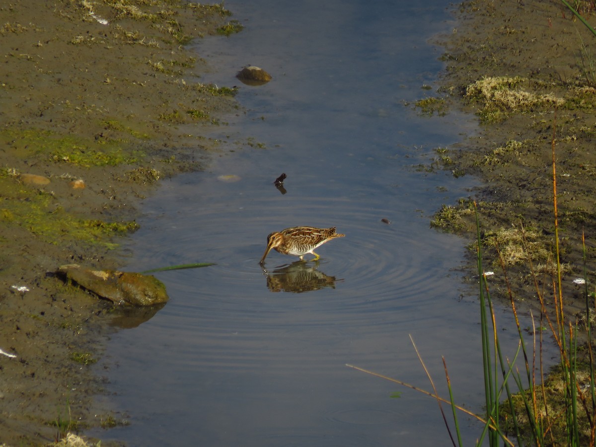 Wilson's Snipe - ML488369091