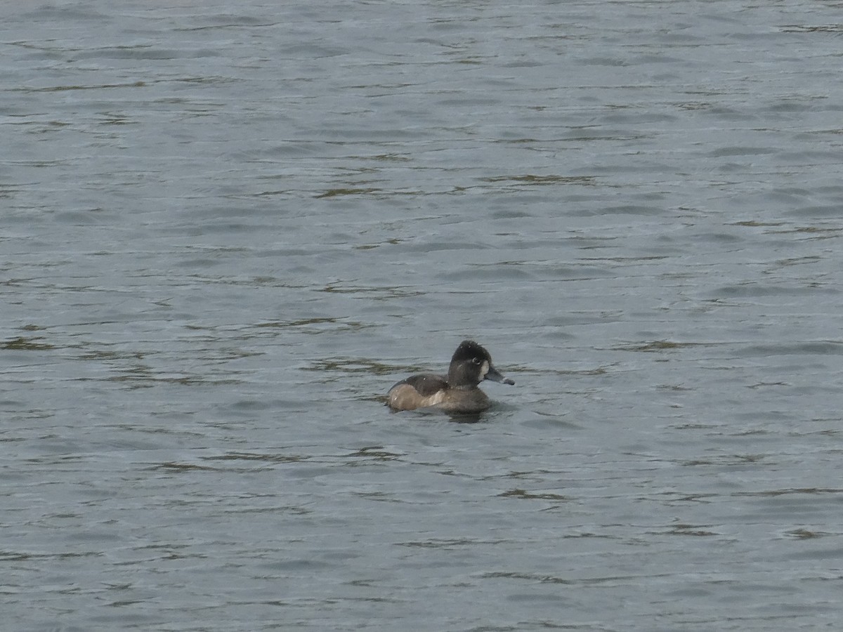 Ring-necked Duck - ML488369731