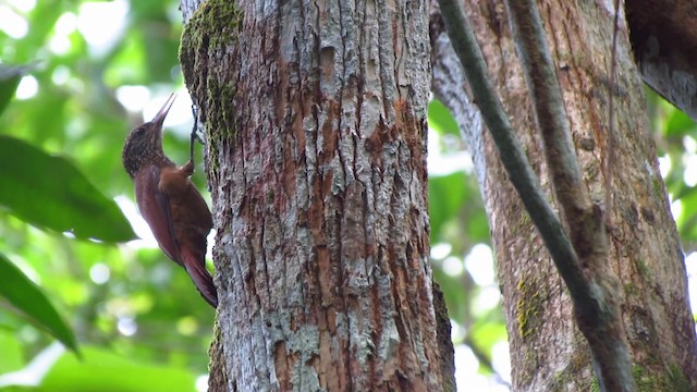 Zimmer's Woodcreeper - ML488370