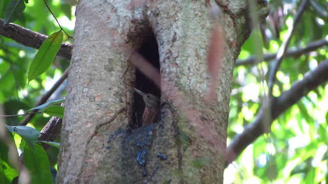 Zimmer's Woodcreeper - ML488371