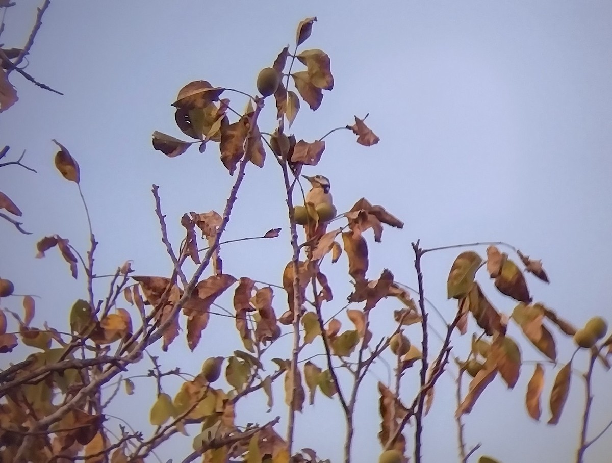 Great Spotted Woodpecker - ML488371161