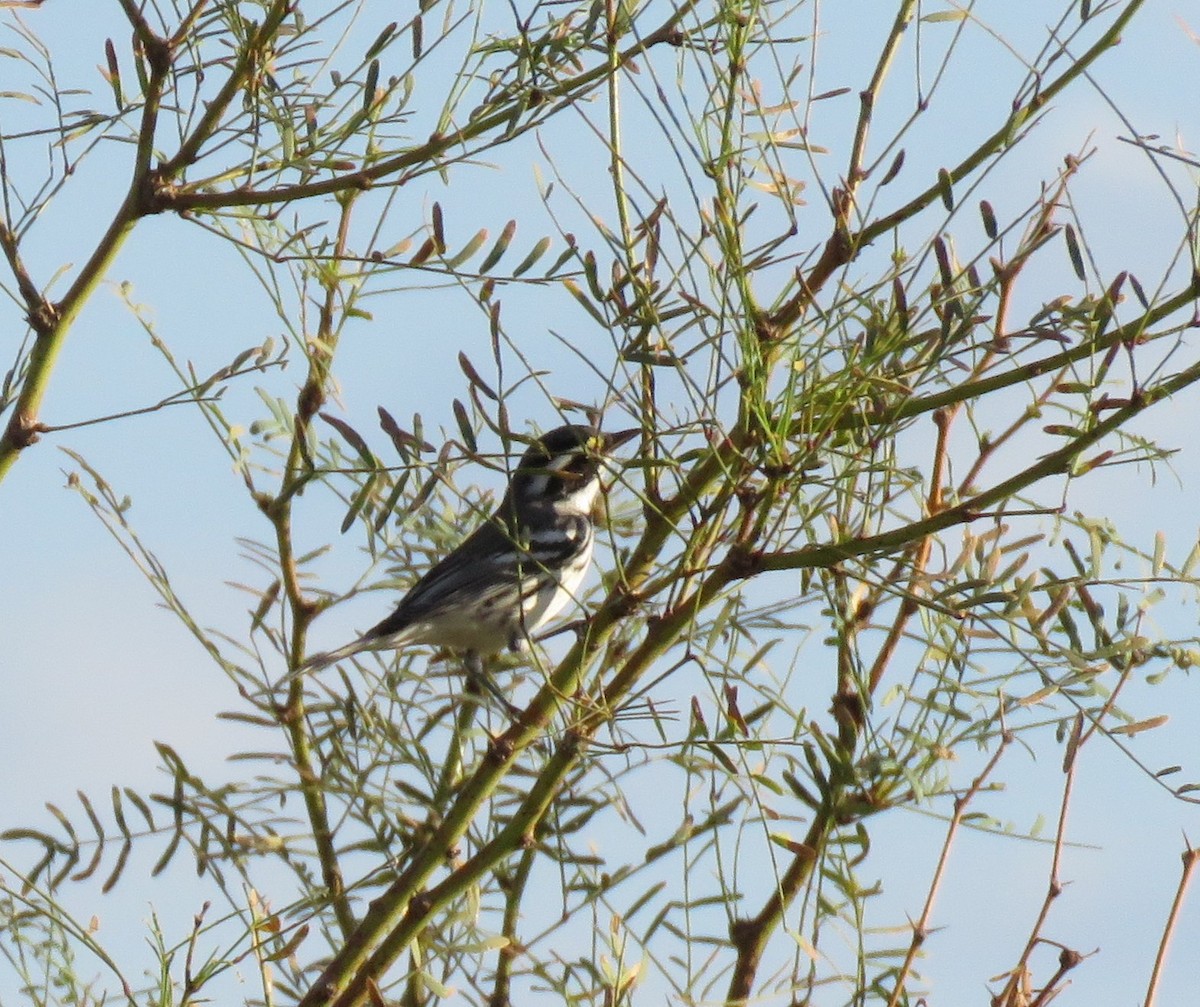 Black-throated Gray Warbler - ML488371691