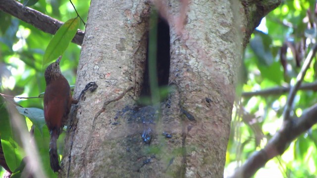 Zimmer's Woodcreeper - ML488372