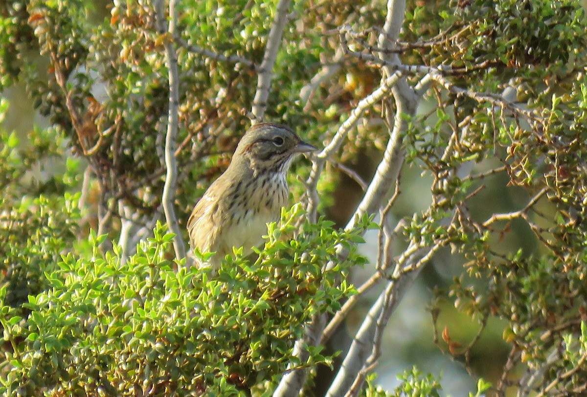 Lincoln's Sparrow - ML488372301