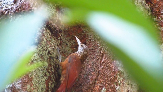 Zimmer's Woodcreeper - ML488373