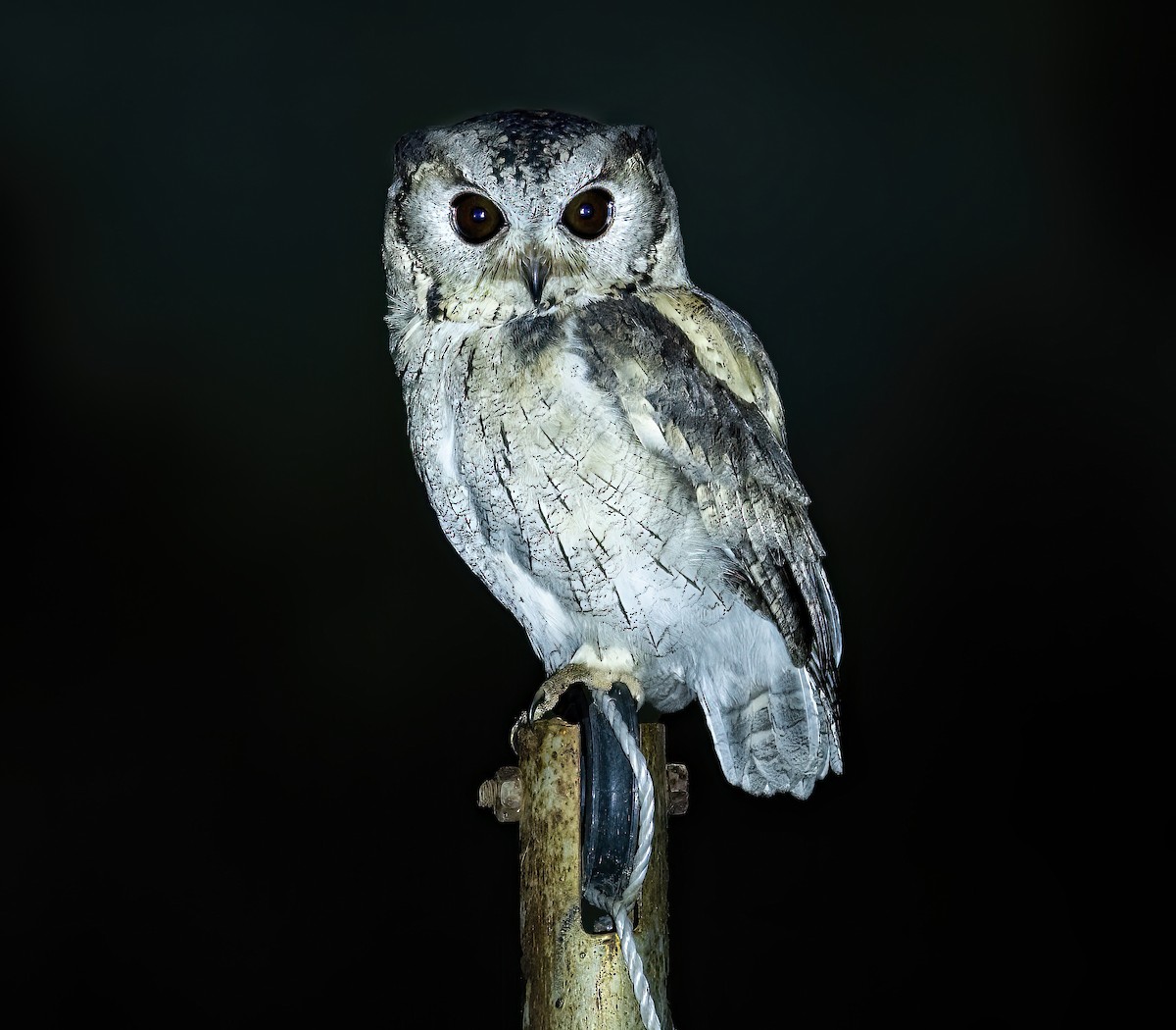 Indian Scops-Owl - Parmil Kumar