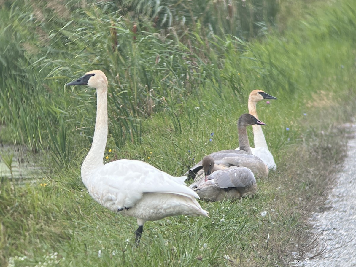 Trumpeter Swan - ML488373341