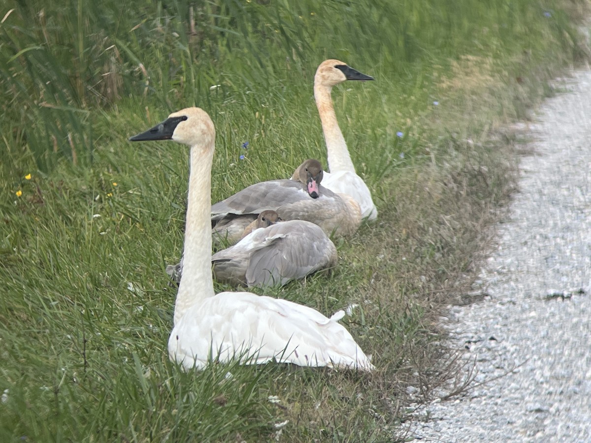 Trumpeter Swan - ML488373351