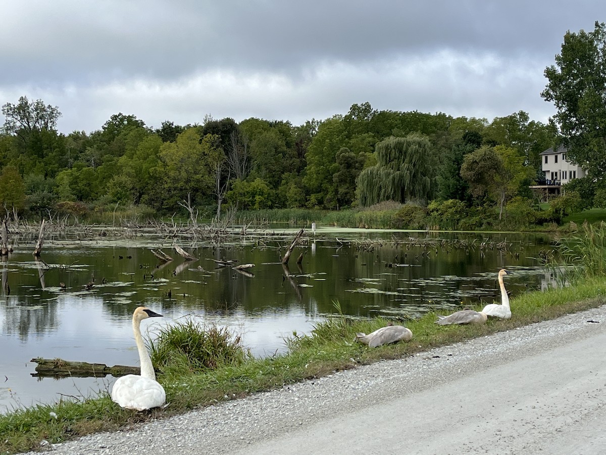Trumpeter Swan - ML488373371