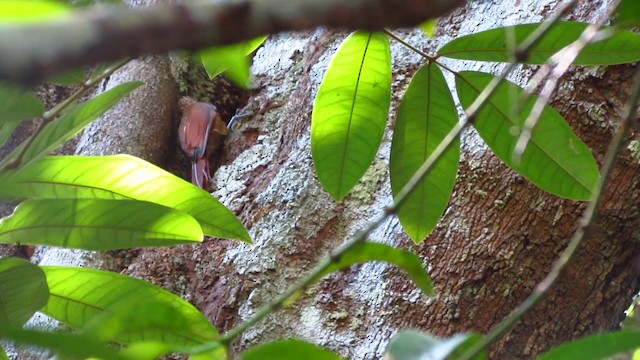 Zimmer's Woodcreeper - ML488374