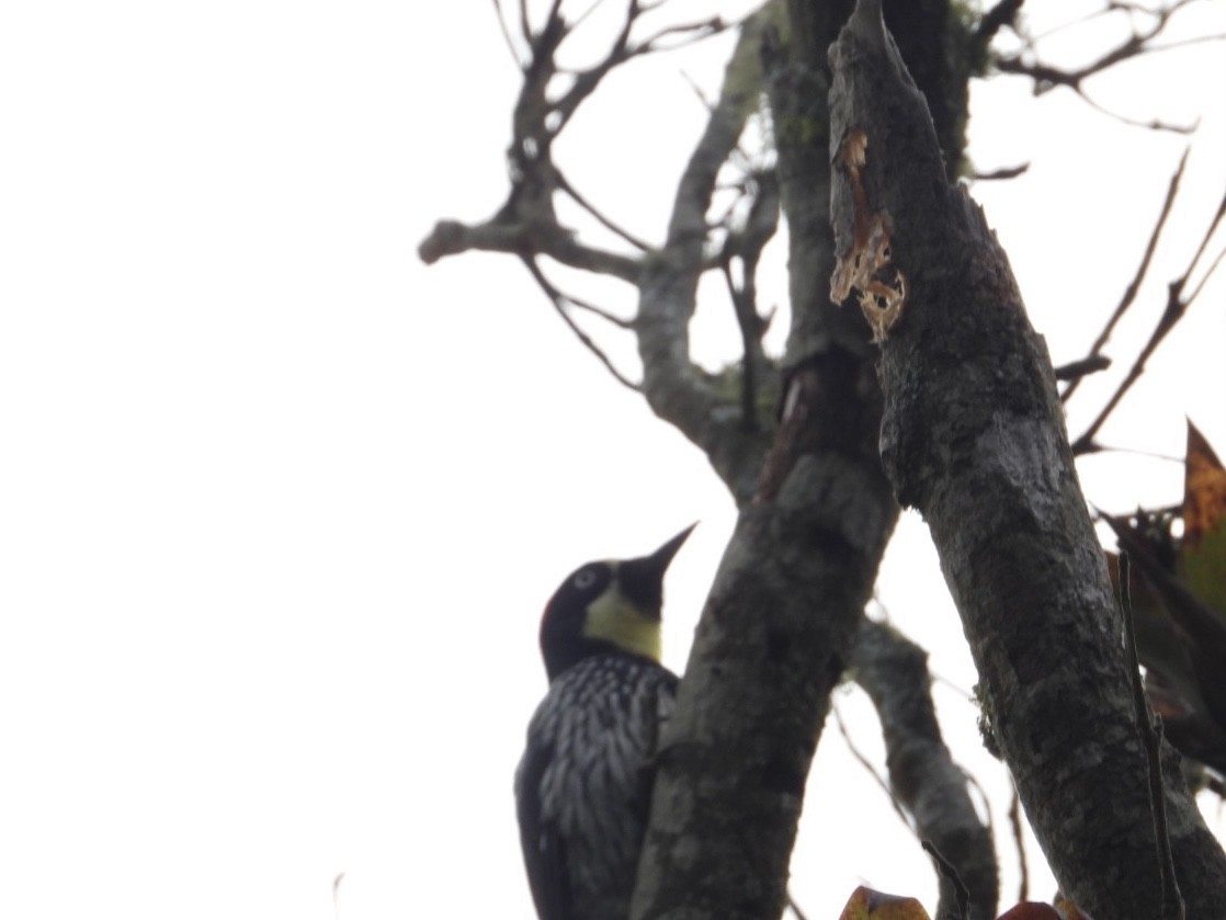 Acorn Woodpecker - ML488374581
