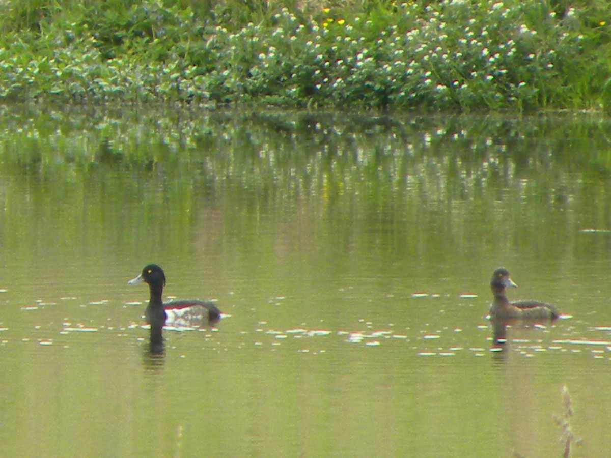 Tufted Duck - ML488374701