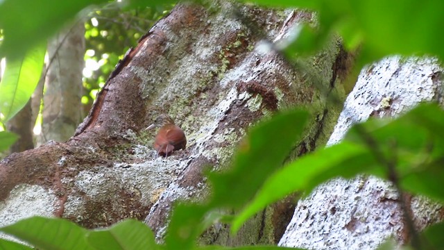 Zimmer's Woodcreeper - ML488375