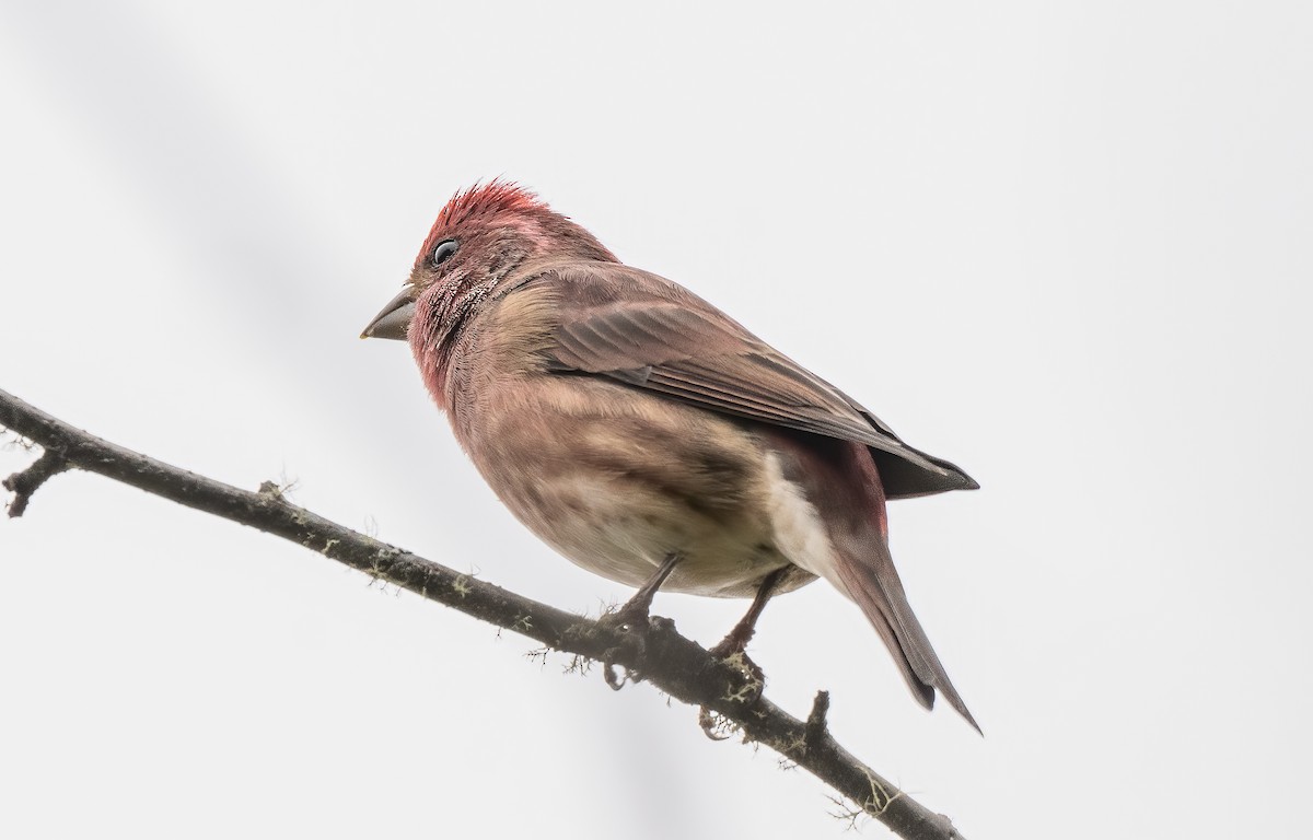 Purple Finch - ML488375081