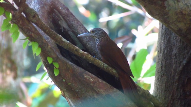 Zimmer's Woodcreeper - ML488376