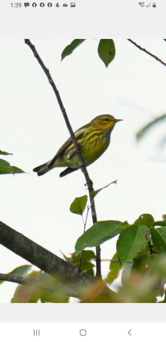Cape May Warbler - ML488379551