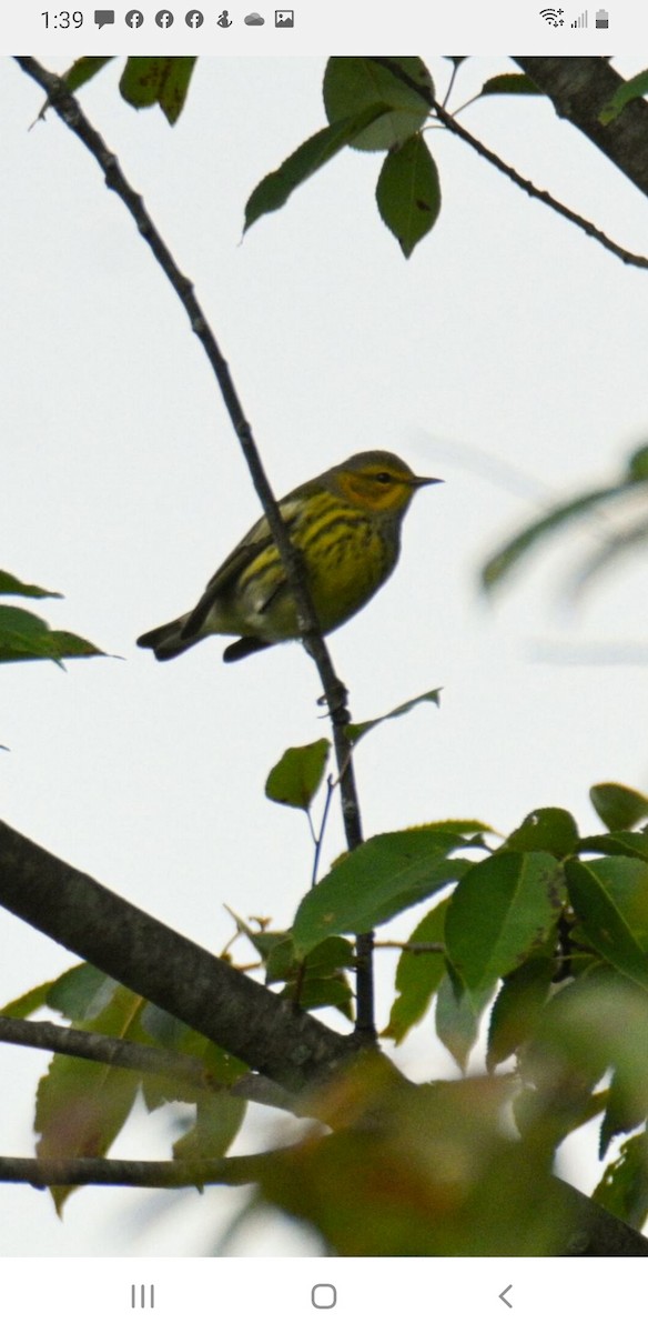 Cape May Warbler - ML488379561