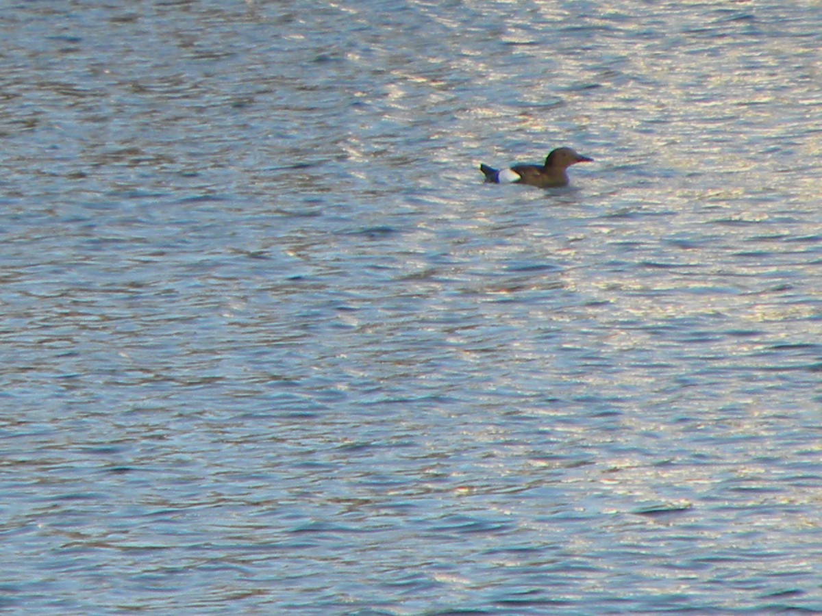 Black Guillemot - ML488379821